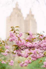 Crepe cake lady m mille crepe flower fashion east side crepes nyc york city. Cherry Blossoms Upper East Side Nyc Guide York Avenue