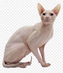 Sphynx Cat No Background Hd Png Download Vhv