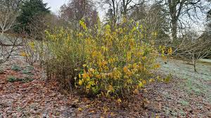 Image result for Kerria japonica