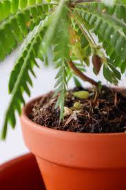 Image result for Biophytum