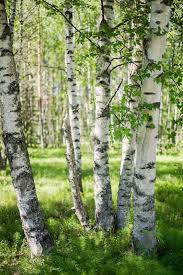 White Birch Trees For Sale Near Me Woods Tree Forest Birch Tree Art Beautiful Tree