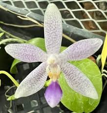 Image result for Disa equestris