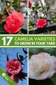 Pin On Climbing Roses Azaleas Camellias Dinner Plate Hibiscus Ground Cover Perennials