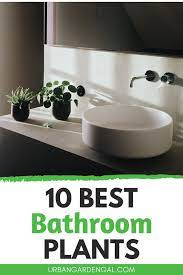 10 Best Bathroom Plants Best Bathroom Plants Best Indoor Plants Bathroom Plants