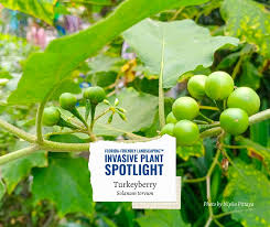 Image result for Solanum torvum