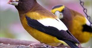 Birds Of Western Washington Identification Evening Grosbeak Backyard Birds Birds In The Sky Pet Birds