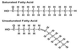 Image result for Lipid