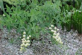 Image result for Voacanga bracteata