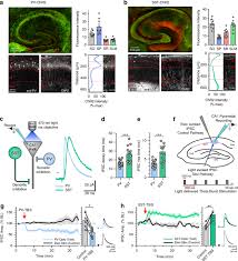 Sat exam tests the reading, writing and mathematical skills of the candidates out of 1600. Interneuron Specific Plasticity At Parvalbumin And Somatostatin Inhibitory Synapses Onto Ca1 Pyramidal Neurons Shapes Hippocampal Output Nature Communications