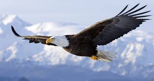 They shall mount up with wings as this verse is the conclusion of a chapter detailing the greatness of god. Lucia S Blog Soaring Like Eagles To The Heights Of God