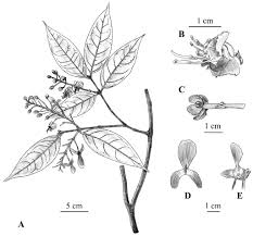 Image result for Flabellariopsis acuminata