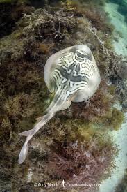 Image result for Tragia brevipes-benthamii-okanyu