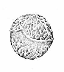 Image result for Isoetaceae