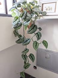 This is scindapsus pictus, not epipremnum aureum. Scindapsus Pictus Exotica Care Images And Videos Chooseyourplant