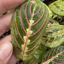 Image result for Maranthes floribunda