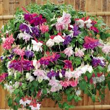 Hangepflanzen Fur Balkon Welche Pflanzen Sind Auf Den Balkon Zu Hangen Balkon Pflanzen Hangepflanzen Hangepflanzen Balkon