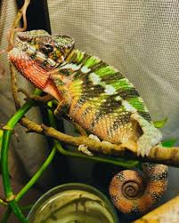 Krazychameleon Baby Babychameleon Cute Beatiful Color Chameleon Chameleonsofinstagram Ambilobe Reptile Lizards Cutepets Pan Jackson Chameleon Chameleon Lizard