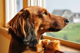 When someone asks me how long can the dog be alone?, my answer is always the same: Home Alone For Extended Periods Know How Long To Leave Your Pup Alone