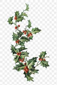 Festive Holly Leaves Transparent Png Premium Image By Rawpixel Com Nam Holly Leaf Flower Art Background For Photography