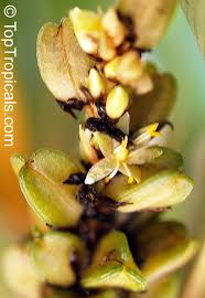 Image result for Afrocanthium pseudorandii