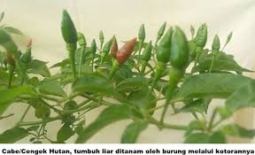 Jenis tanaman cabai pun beraneka ragam, tidak hanya sebatas cabe hijau, merah serta rawit saja. Cabe Hutan Ini Dibudidayakan Melalui Kotoran Burung Halaman 1 Kompasiana Com