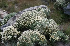 Image result for Helichrysum argyranthum