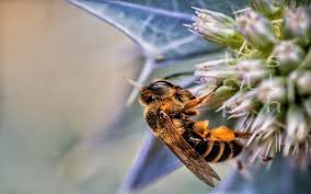 Many of our trees, such as willow and poplar, benefit from the pollination services of honeybees, which help to preserve and spread our natural forests. How Many Flowers Can A Bee Pollinate Wonderopolis