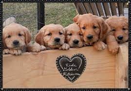 List of golden retriever and golden retriever for adoption in india. Akc Golden Retriever Puppies For Adoption For Sale In Camano Island Washington Classified Americanlisted Com