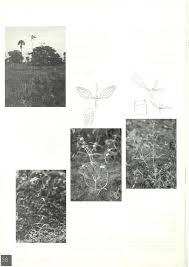 Image result for Kohautia confusa