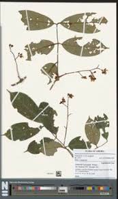 Image result for Anthonotha macrophylla