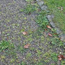 Unkraut Wildkraut Mein Schoner Garten