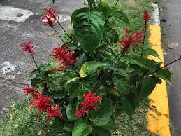 Image result for Odontonema callistachyum