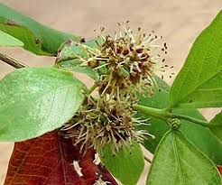 Image result for Combretum erythrophyllum