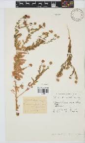 Image result for Sphaeranthus peduncularis
