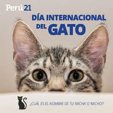Día internacional del gato 8 de agosto. Diario Peru21 Auf Twitter Diainternacionaldelgato Feliz Dia Del Gato Hoy Es Un Dia Especial Para Ese Pequeno Y Adorable Felino Cuentanos Como Se Llama Tu Michi Y Como Es La Relacion