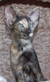 Tortie Oriental Shorthair Cat Oriental Shorthair Cats Rare Cats Oriental Shorthair