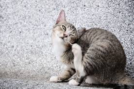 A hot spot in a cat is a very itchy skin infection, also called acute moist dermatitis and pyotraumatic dermatitis. Causes And Treatment Of Feline Hot Spots Lovetoknow