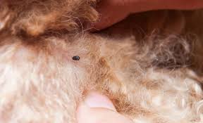 Ticks can be very small and difficult to find on pets. What Does A Tick Look Like On A Dog My Pet And I
