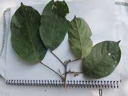 Image result for Maesobotrya