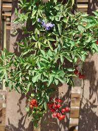 Image result for Solanum seaforthianum