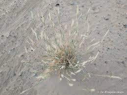 Image result for Centropodia