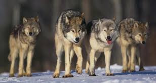 Liberalizing the killing of endangered wolves was associated with more disappearances of collared individuals in wisconsin. Norway Court Jails Five Men For Wolf Hunting