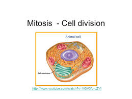 Normal cell division in all cells, except germ cells, occurs by 2 mechanical processes that initially divide the nucleus then the cell cytoplasm. Mitosis Cell Division Ppt Video Online Download