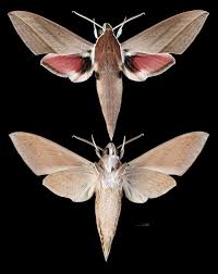 Image result for Alectra picta