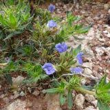 Image result for Blepharis diversispina