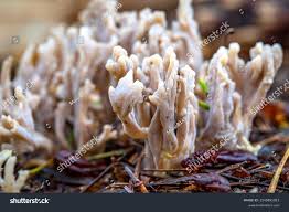 Image result for Clavulina cinerea