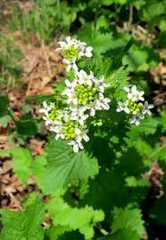 Similar to garden plants, weeds can produce colorful flowers and attract beneficial insects, like bees and butterflies, to the yard. Weeds That Look Like Perennials