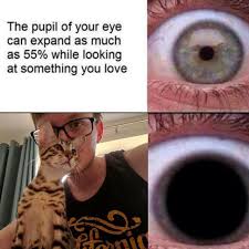 Grian And Maui Most Hilarious Memes Funny Memes Minecraft Memes