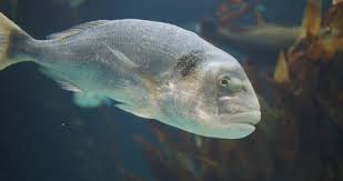 Although large aquariums can be beautiful, these big fish tanks aren't just for show. Big White Fish In An Aquarium Stock Video Pond5