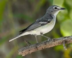 Black Bird With White Stripes On Wings Plumbeous Vireo National Audubon Society Birds North American Wildlife Bird Life List Bird Photo